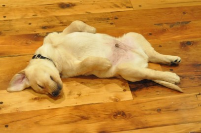Passed Out in the Kitchen
