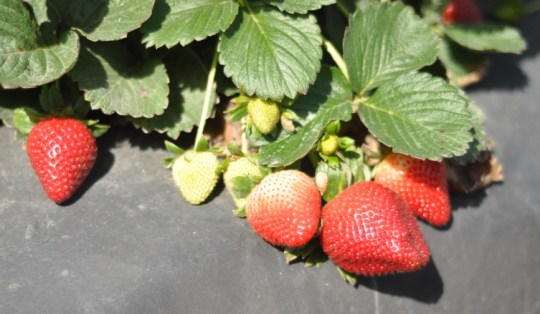 Berries, Berries, and More Berries