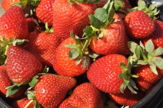 Select Berries that are Similiar in Size