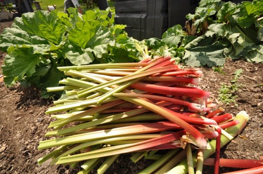 Picking Rhubarb