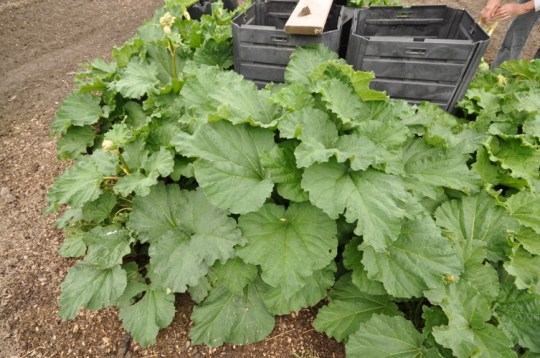 Rhubarb Patch Before
