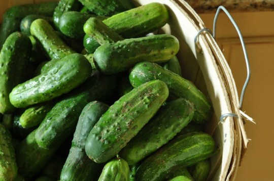 Bushel of Pickling Cukes Grade 2