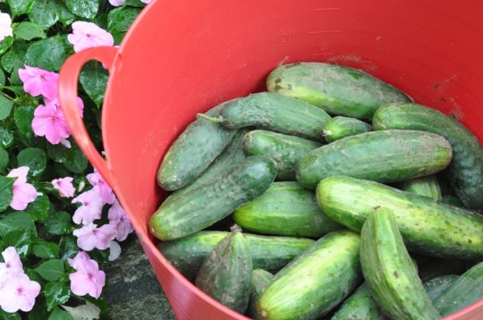 Fresh Garden Cukes