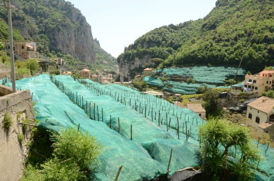 Lemons covered by netting to protect them from the beating sun