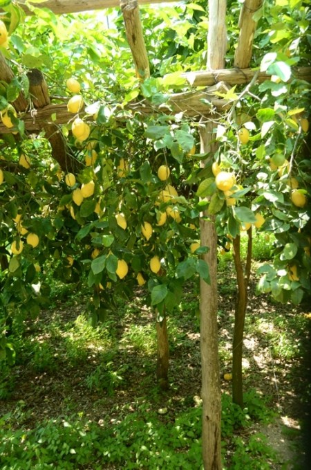 Lemons dripping from the trees
